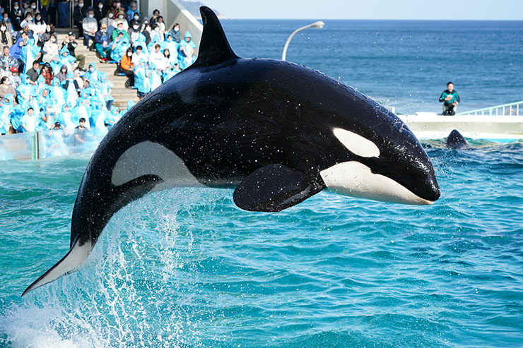 FE 100-400mm F4.5-5.6 GM OSS・1/1600秒で撮影したジャンプするジャチの画像