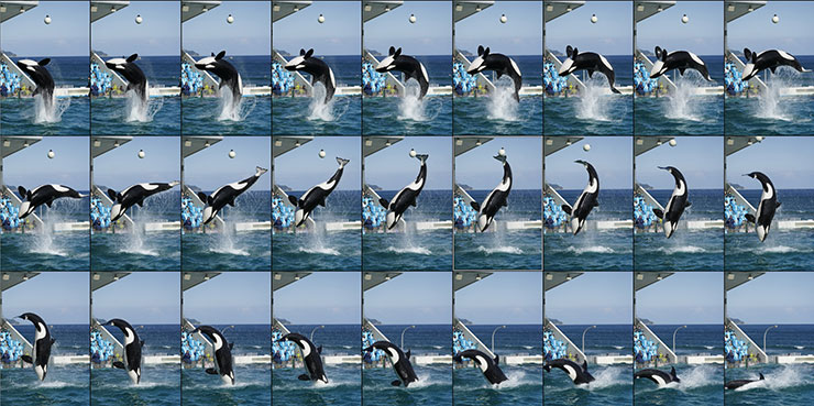 吊り下げられたボールをシャチがテールで叩くジャンプを20fpsで連続撮影した画像