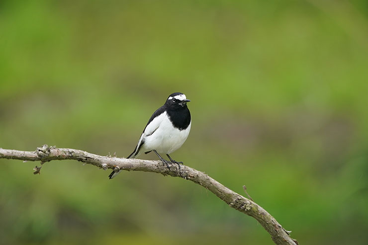 600ｍｍ×1.4倍テレコンバーターで撮影した木の枝に止まる鳥の画像
