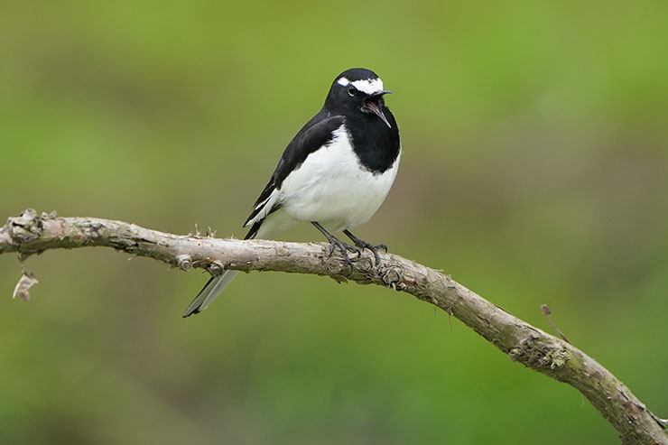 600mm×1.4倍テレコンバーター、APS-Cクロップで撮影した木の枝に止まる鳥の画像