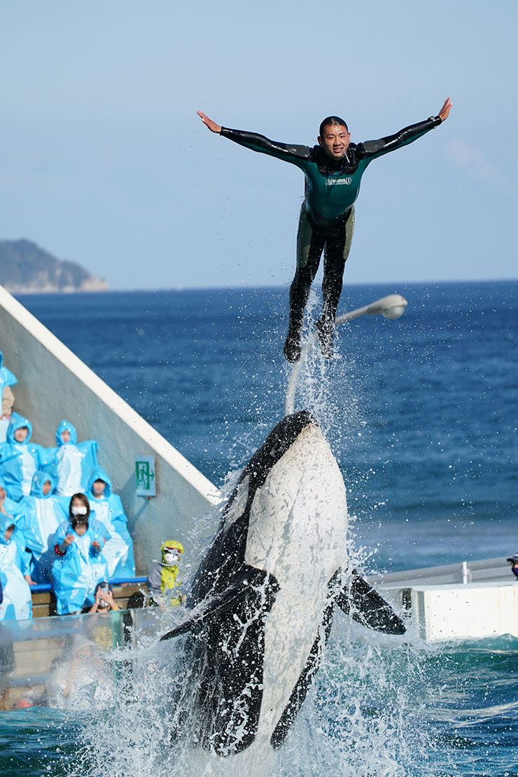 FE 100-400mm F4.5-5.6 GM OSS・1/1600秒で撮影したトレーナーとジャンプするシャチの画像