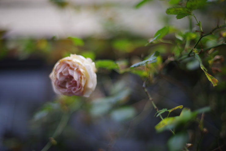 SMC PENTAX-FA 50mm F1.4 CLASSIC 実写レビュー