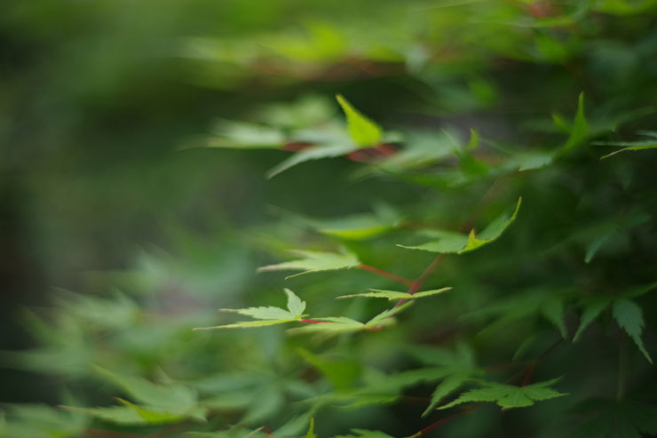 SMC PENTAX-FA 50mm F1.4 CLASSIC 作例8