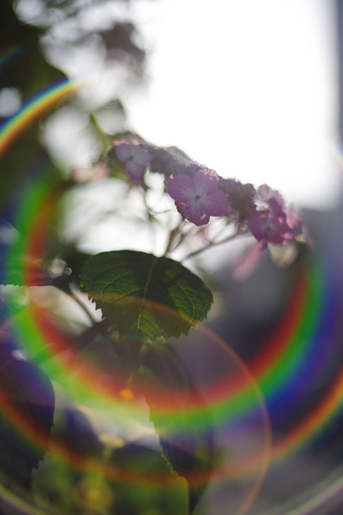 SMC PENTAX-FA 50mm F1.4 CLASSIC 作例11