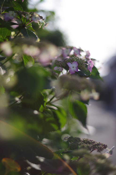 SMC PENTAX-FA 50mm F1.4 CLASSIC 作例12