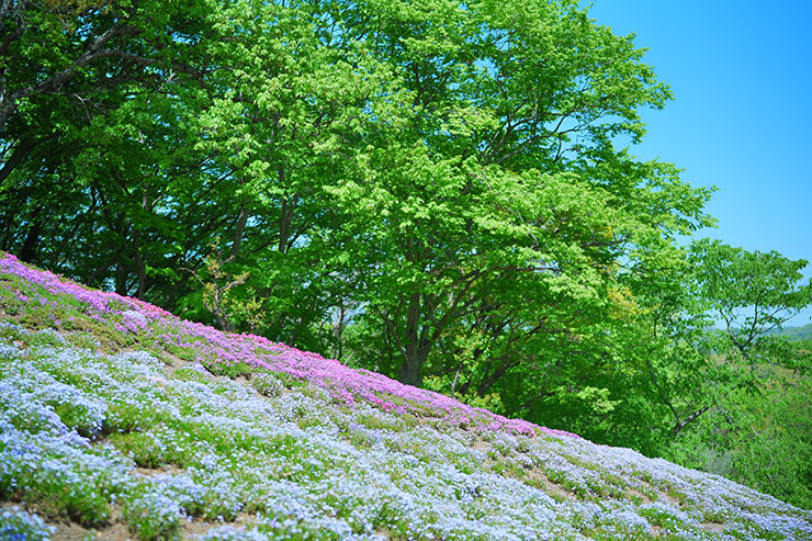 SONYα7 Ⅳ・FE 50mm F1.4 GMで撮影した花畑の画像