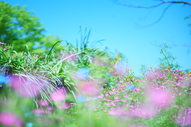 SONYα7 Ⅳ・FE 50mm F1.4 GMで撮影したピンクや水色の花の画像