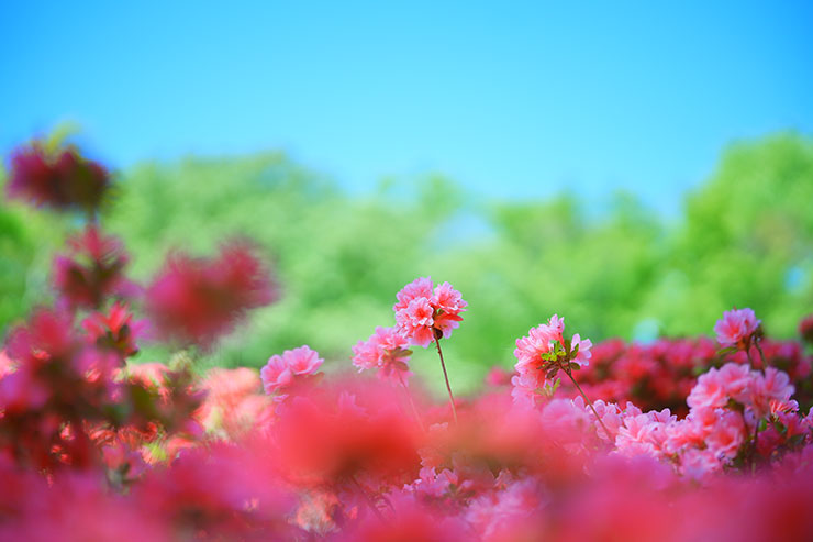 SONYα7 Ⅳ・FE 50mm F1.4 GMで撮影した濃いピンクのつつじの画像