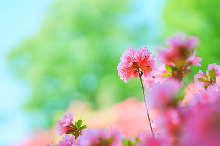 SONYα7 Ⅳ・FE 50mm F1.4 GM（APS-Cサイズクロップ撮影のため35mm判換算75mm）で撮影した濃いピンクのつつじの画像