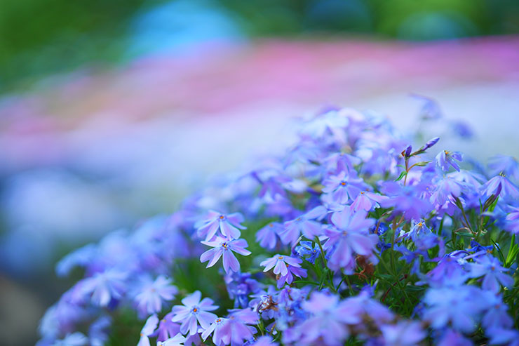 SONYα7 Ⅳ・FE 50mm F1.4 GMで撮影した花畑の紫の芝桜の画像
