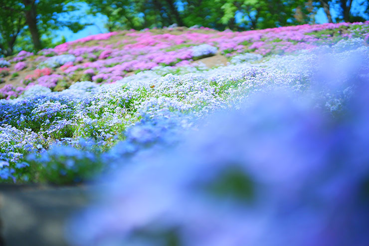 SONYα7 Ⅳ・FE 50mm F1.4 GMで撮影した色とりどりの花畑の画像