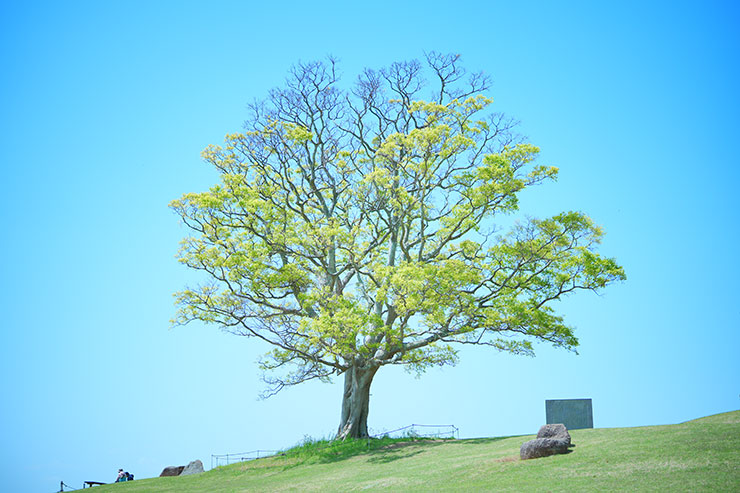 SONYα7 Ⅳ・FE 50mm F1.4 GMで撮影した黄緑の葉をつけた大きな木の画像