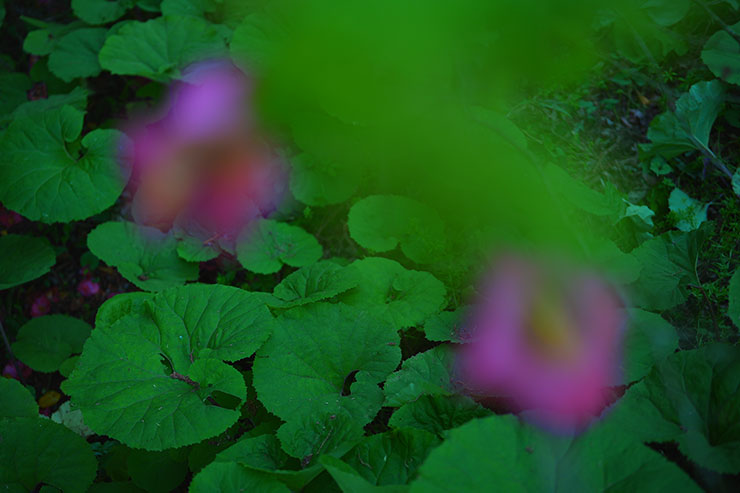 SONYα7 Ⅳ・FE 50mm F1.4 GMで撮影した紫の花の画像