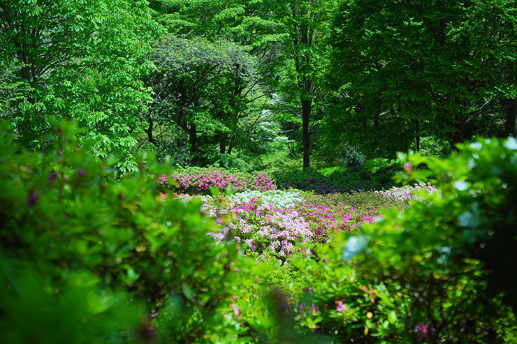 SONYα7 Ⅳ・FE 50mm F1.4 GMで撮影した木々や色とりどりの花の画像