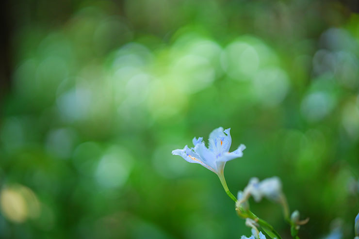SONYα7 Ⅳ・FE 50mm F1.4 GM・最短撮影距で撮影した水色のシャガの画像