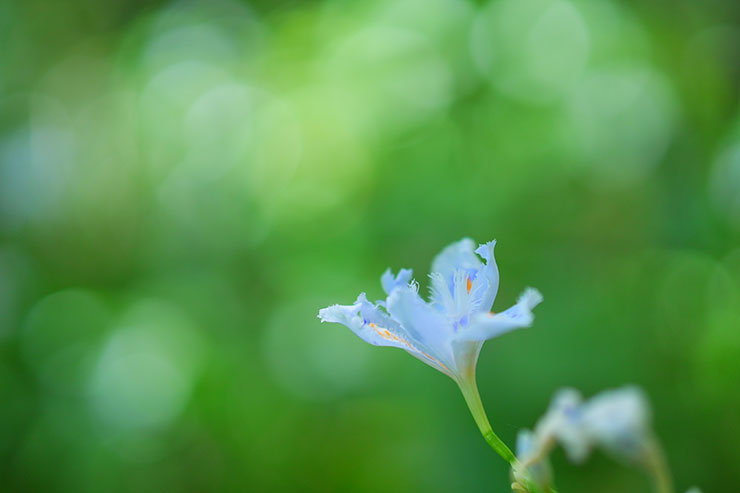 SONYα7 Ⅳ・FE 50mm F1.4 GM（APS-Cサイズクロップ撮影のため35判換算75mm）で撮影した水色のシャガの画像