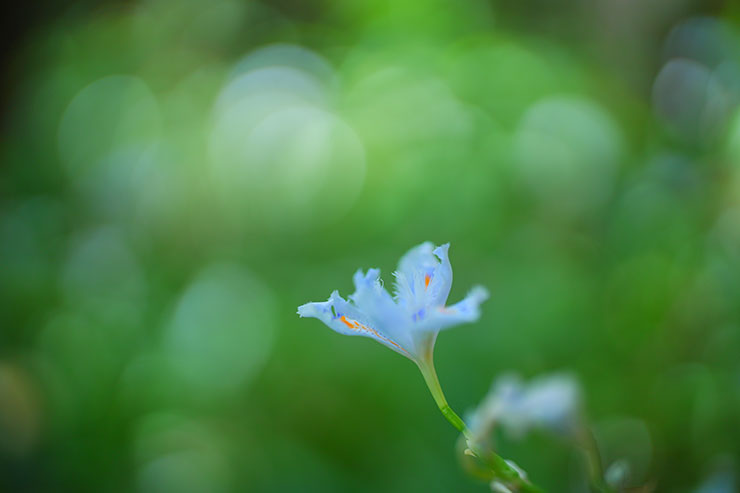 SONYα7 Ⅳ・FE 50mm F1.2 GM・最短撮影距で撮影した水色のシャガの画像