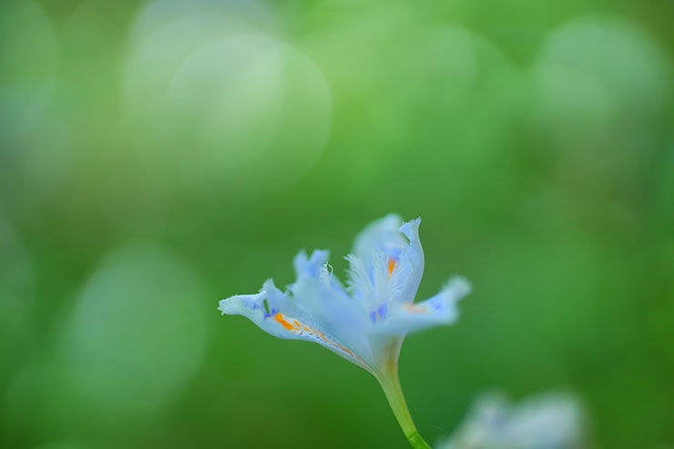 SONYα7 Ⅳ・FE 50mm F1.2 GM（APS-Cサイズクロップ撮影のため35mm判換算75mm）で撮影した水色のシャガの画像
