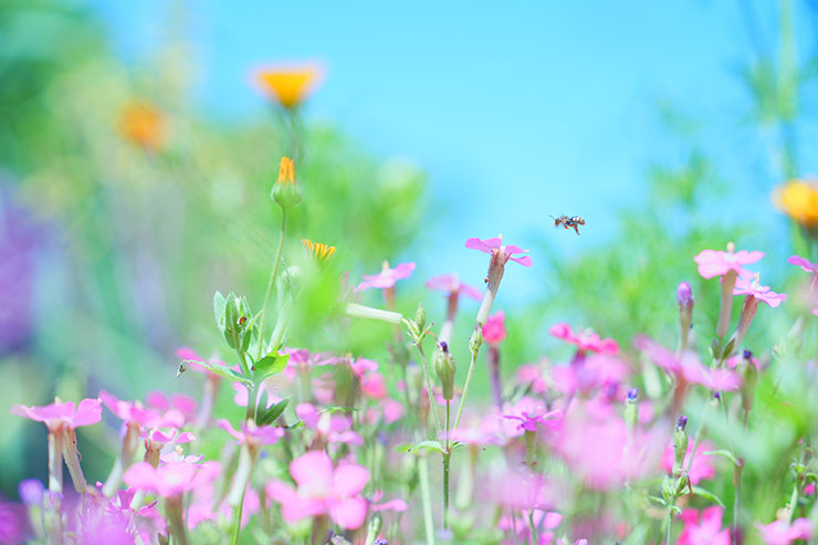 SONYα7 Ⅳ・FE 50mm F1.2 GMで撮影した花畑と蜂の画像