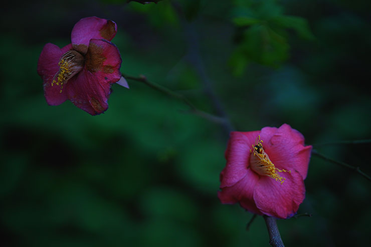 紫の花の画像