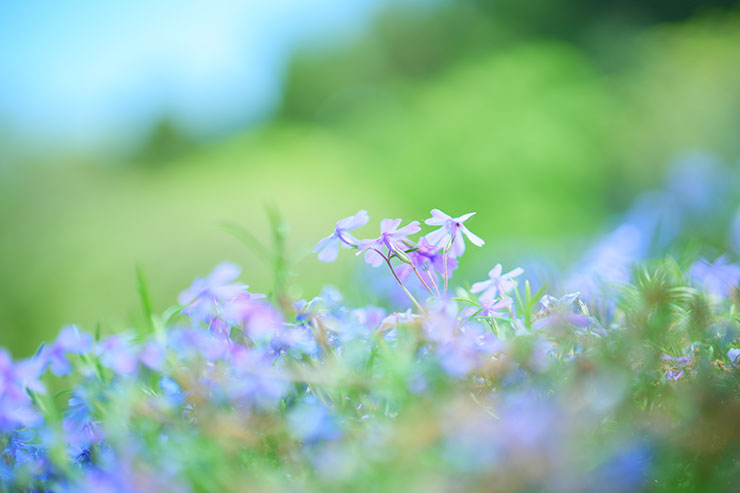 紫の芝桜の画像