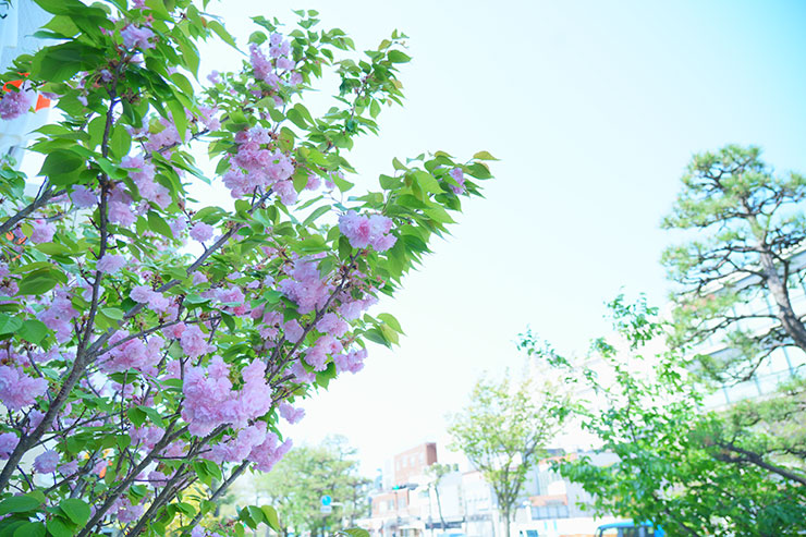 SONY α7 Ⅳ・FE 24-105mm F4 G OSS・24mmで撮影した八重桜と青空の画像