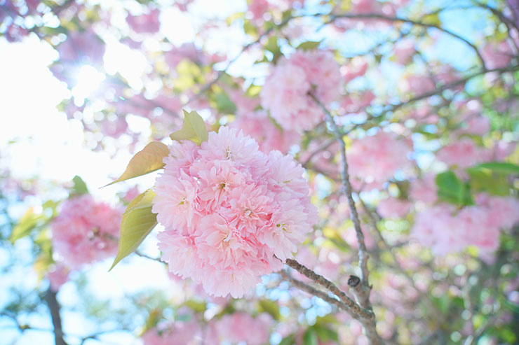 SONY α7 Ⅳ・FE 24-105mm F4 G OSS・24mmで撮影で撮影した陽の光が射す八重桜の画像