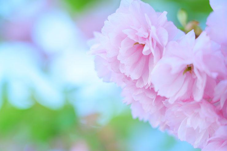 SONY α7 Ⅳ・FE 24-105mm F4 G OSS・105mmで撮影した横アングルの八重桜画像