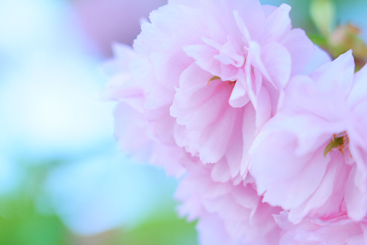 SONY α7 Ⅳ・FE 24-105mm F4 G OSS・105mmで撮影［APS-Cサイズクロップ撮影のため35mm判換算157mm］した横アングルの八重桜画像