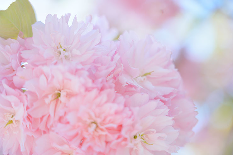 SONY α7 Ⅳ・FE 24-105mm F4 G OSS・105mmで撮影した上アングルの八重桜の画像