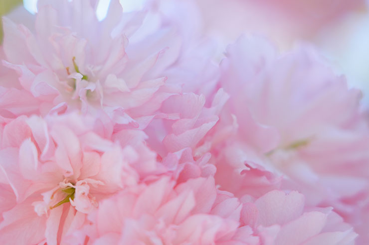 SONY α7 Ⅳ・FE 24-105mm F4 G OSS・105mmで撮影［APS-Cサイズクロップ撮影のため35mm判換算157mm］した上アングルの八重桜の画像