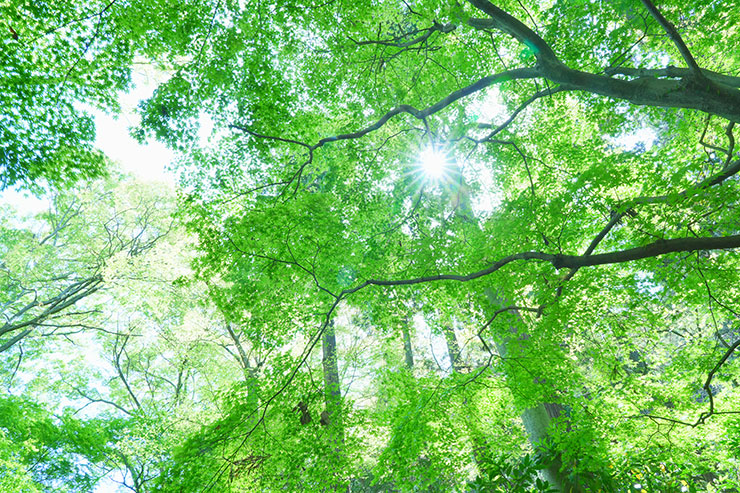 SONY α7 Ⅳ・FE 24-105mm F4 G OSS・24mmで撮影した新緑の画像