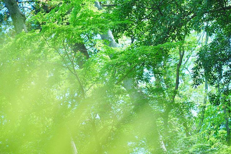 SONY α7 Ⅳ・FE 24-105mm F4 G OSS・105mmで撮影した前ボケを入れた新緑の画像