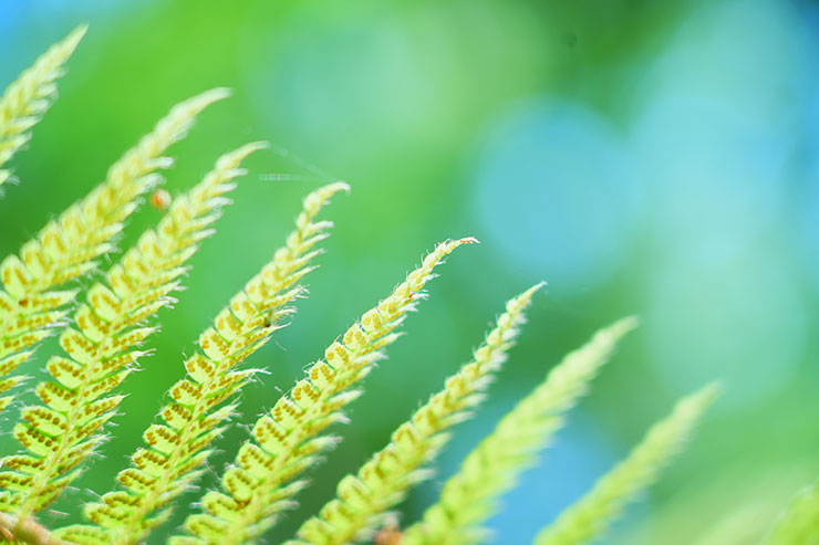 SONY α7 Ⅳ・FE 24-105mm F4 G OSS・105mmで撮影したシダの画像