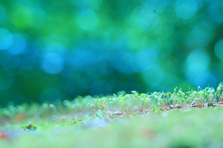 SONY α7 Ⅳ・FE 24-105mm F4 G OSS・105mmで撮影した苔の画像