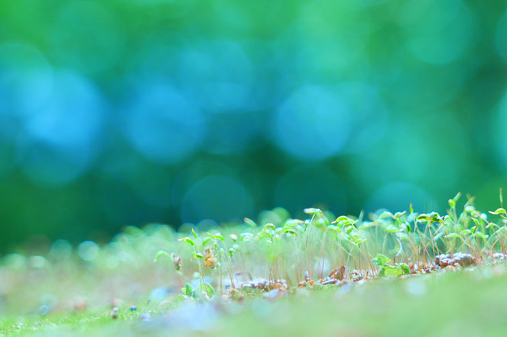 SONY α7 Ⅳ・FE 24-105mm F4 G OSS・105mmで撮影［APS-Cサイズクロップ撮影のため35mm判換算157mm］した苔の画像