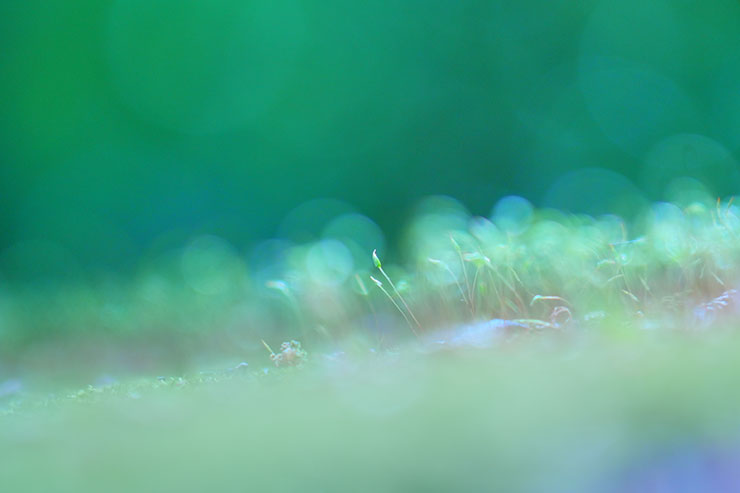 SONY α7 Ⅳ・FE 24-105mm F4 G OSS・105mmで撮影［APS-Cサイズクロップ撮影のため35mm判換算157mm］したさらにボケを入れた苔の画像