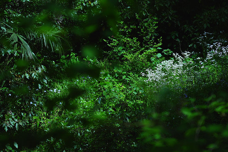 SONY α7 Ⅳ・FE 24-105mm F4 G OSS・70mmで撮影［APS-Cサイズクロップ撮影のため35mm判換算105mm］した様々な植物の画像