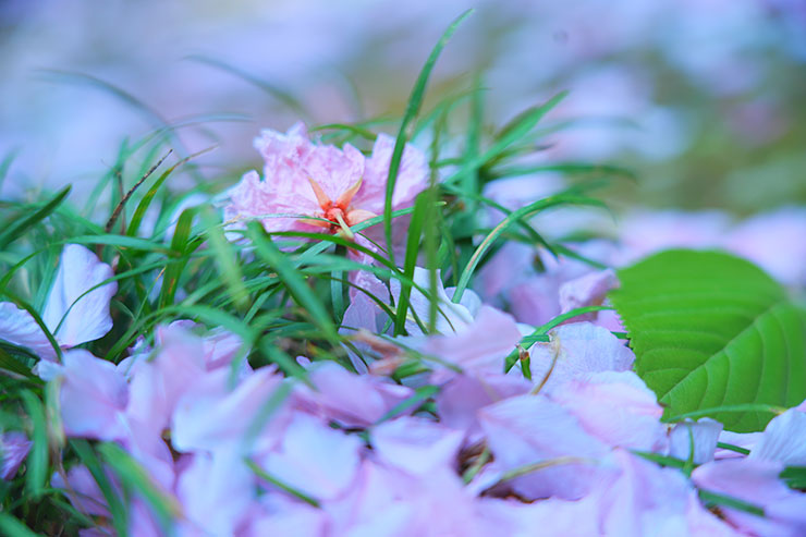 SONY α7 Ⅳ・FE 24-105mm F4 G OSS・81mmで撮影した地面に落ちた桜の画像