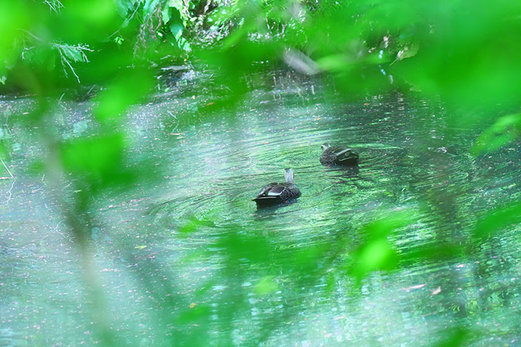 SONY α7 Ⅳ・FE 24-105mm F4 G OSS・105mmで撮影［APS-Cサイズクロップ撮影のため35mm判換算157mm］した泳いでいるカモの画像