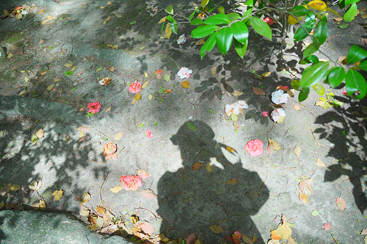 SONY α7 Ⅳ・FE 24-105mm F4 G OSS・24mmで撮影した地面に落ちた花と撮影者の影の画像