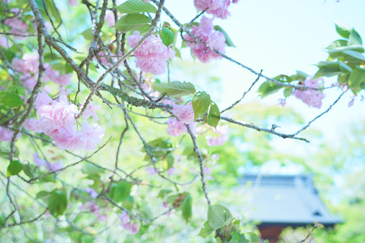 SONY α7 Ⅳ・FE 24-105mm F4 G OSS・45mmで撮影した八重桜と建物の画像