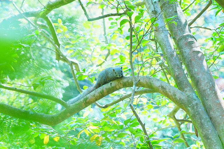 SONY α7 Ⅳ・FE 24-105mm F4 G OSS・105mmで撮影［APS-Cサイズクロップ撮影のため35mm判換算157mm］したクリハラリスの画像