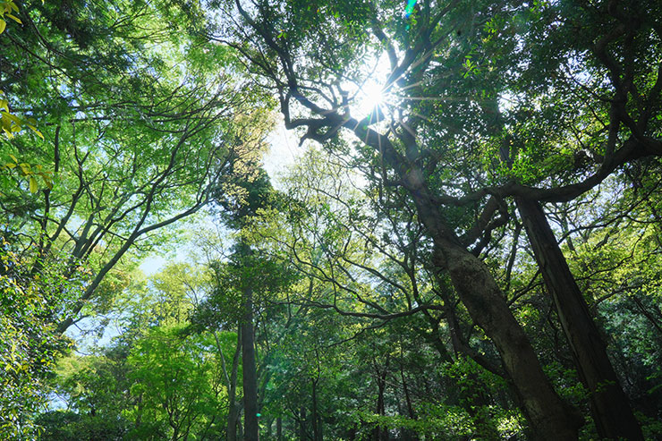 木々と合間から射す陽の光の画像