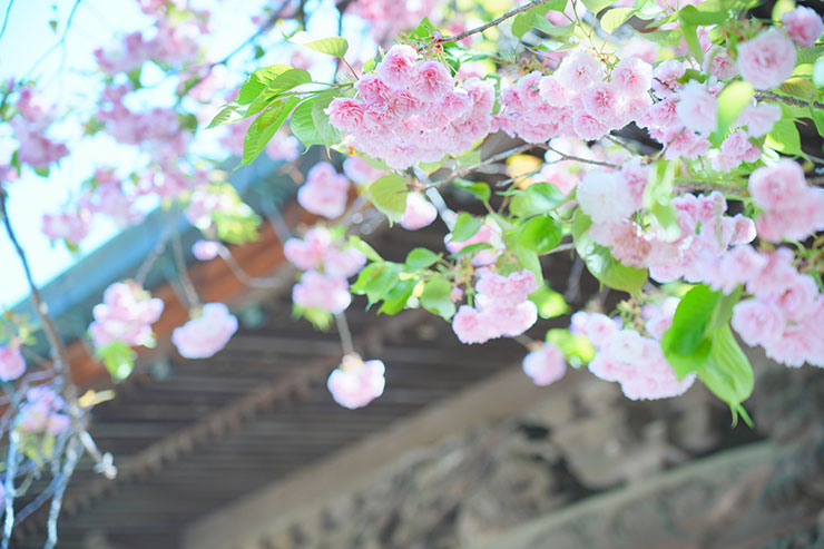 建物をバックに撮影した八重桜の画像
