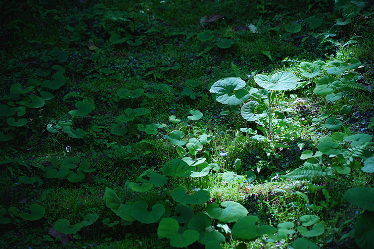 陽の光が射す山の中の画像