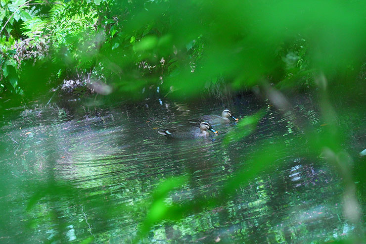 並んで泳ぐカモの画像