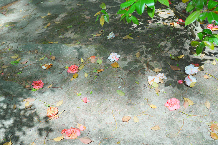 地面に落ちている花や葉の画像