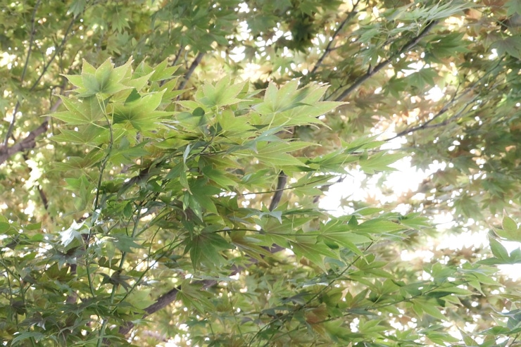 TAMRON 11-20mm F/2.8 Di III-A RXD (Model B060) 富士フイルム X マウント フリンジ作例拡大