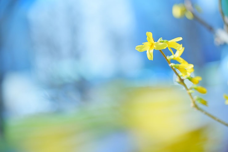 SONY α7 Ⅳ・FE 70-200mm F2.8 GM OSS II・70mmで撮影したレンギョウの画像